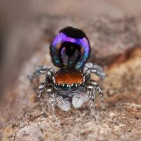 Maratus volans 5