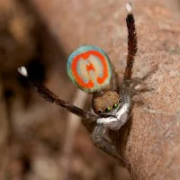 Maratus volans 6