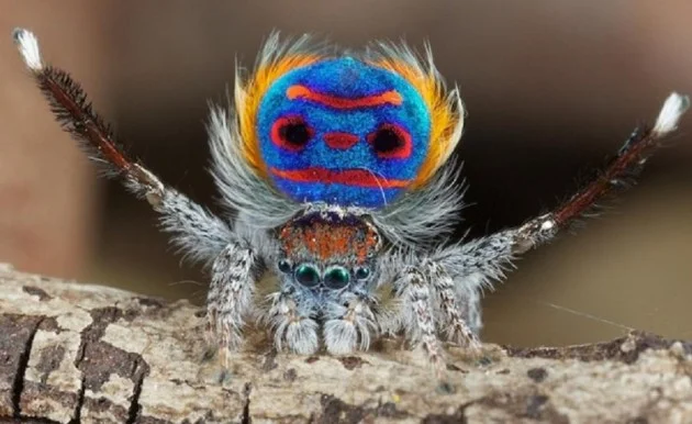 Maratus volans