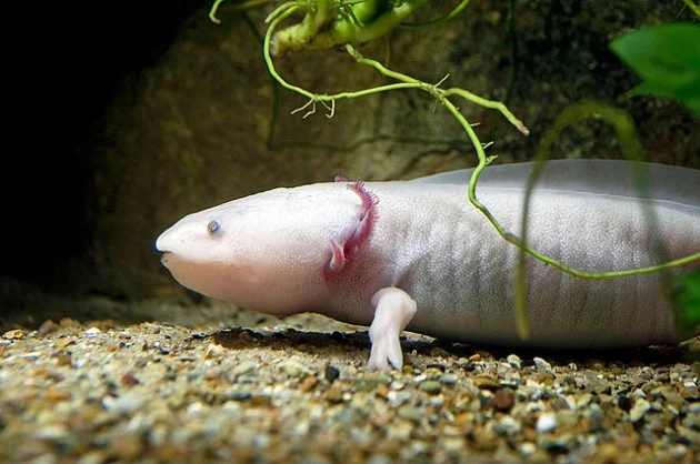 axolotl 1 axolotl 1