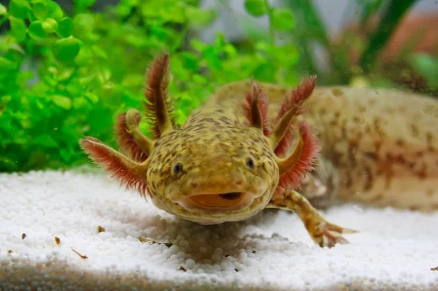 axolotl-2