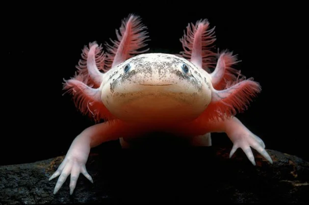 axolotl axolotl