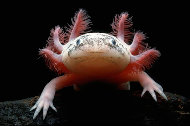 axolotl