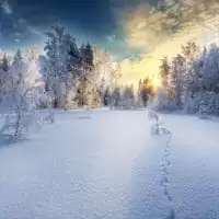 Mikko Lagerstedt
