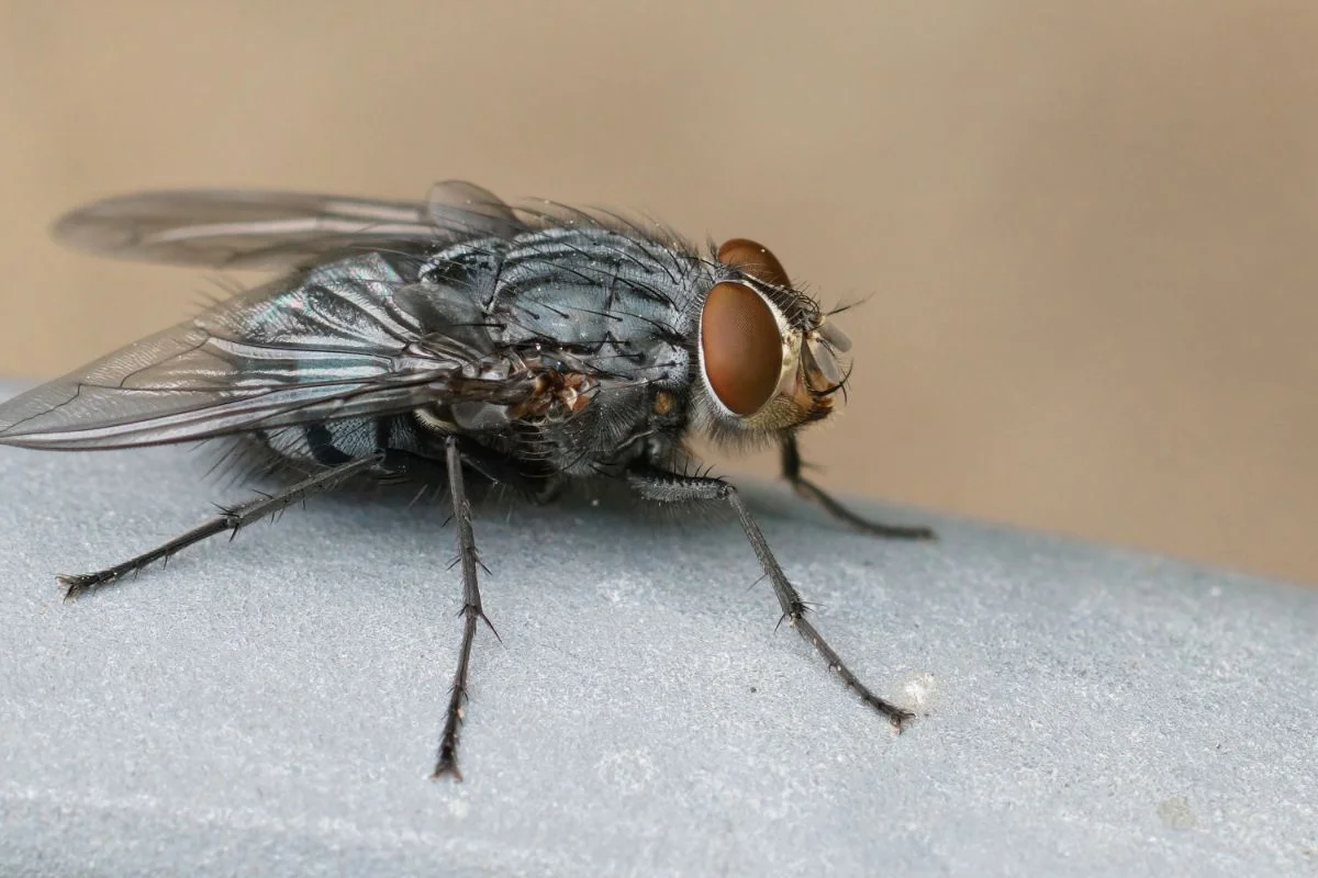 gros plan sur une mouche domestique