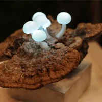 LED Mushroom Yukio Takano 6