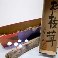 LED Mushroom Yukio Takano 4