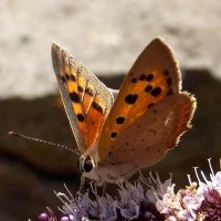 papillon 6