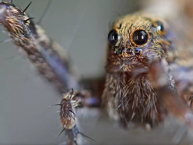 araignée