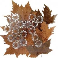 Leaf Art 12