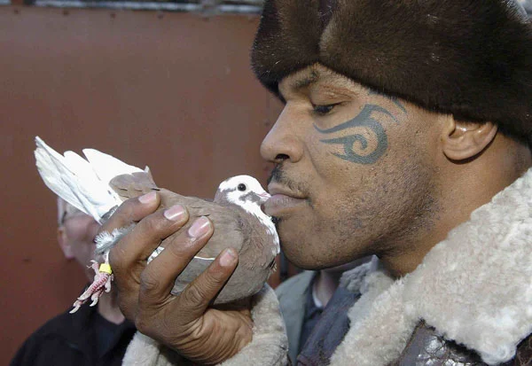 mike tyson pigeons