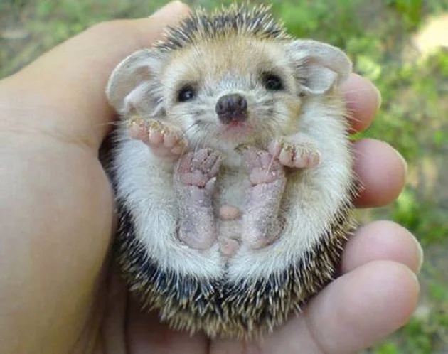 Le bebe herisson
