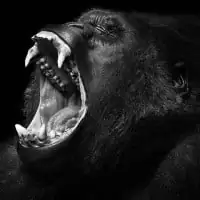 Wolf Ademeit 10