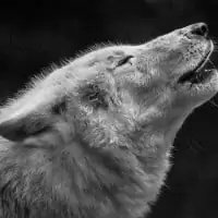 Wolf Ademeit 19