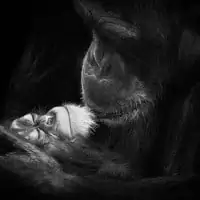Wolf Ademeit 8