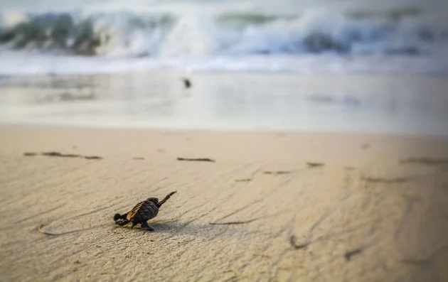 bebe tortue