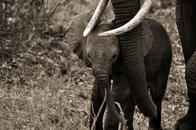 elephanteau