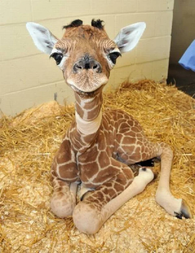 girafon