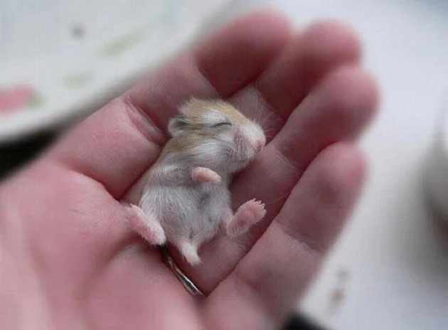 hamster
