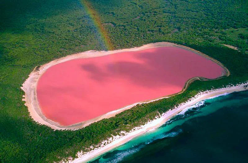 lac rose