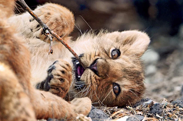 lionceau