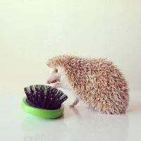 Darcy et la brosse