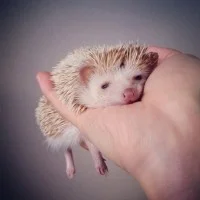 Darcy fatigué