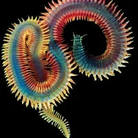 Animal Earth 2