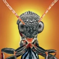 Animal Earth 5