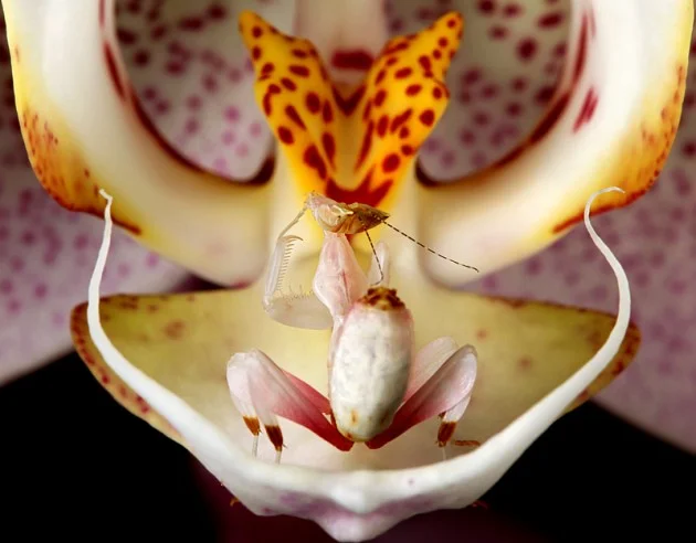 Hymenopus coronatus La mante religieuse orchidée