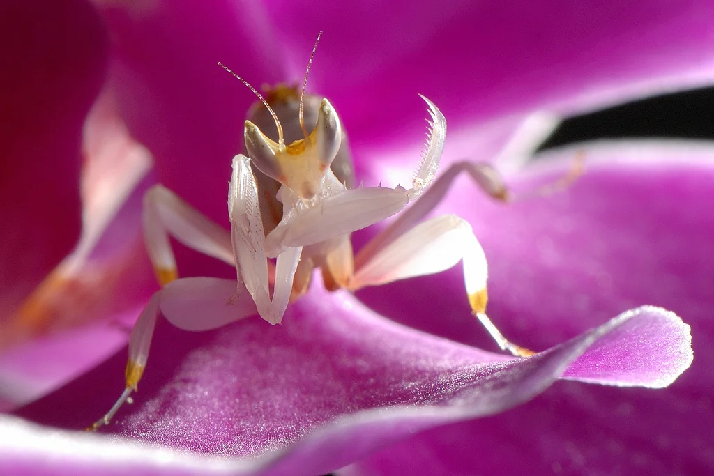 Mante religieuse orchidée
