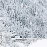 Primeval Symbiosis 4