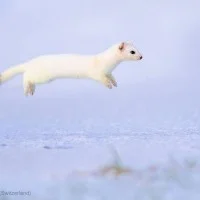 White WPY