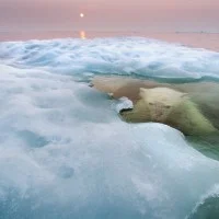 Wildlife Photographer of the Year 5