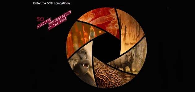 Wildlife Photographer of the Year 50 ans