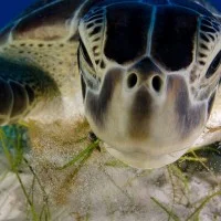 Tortue WPY
