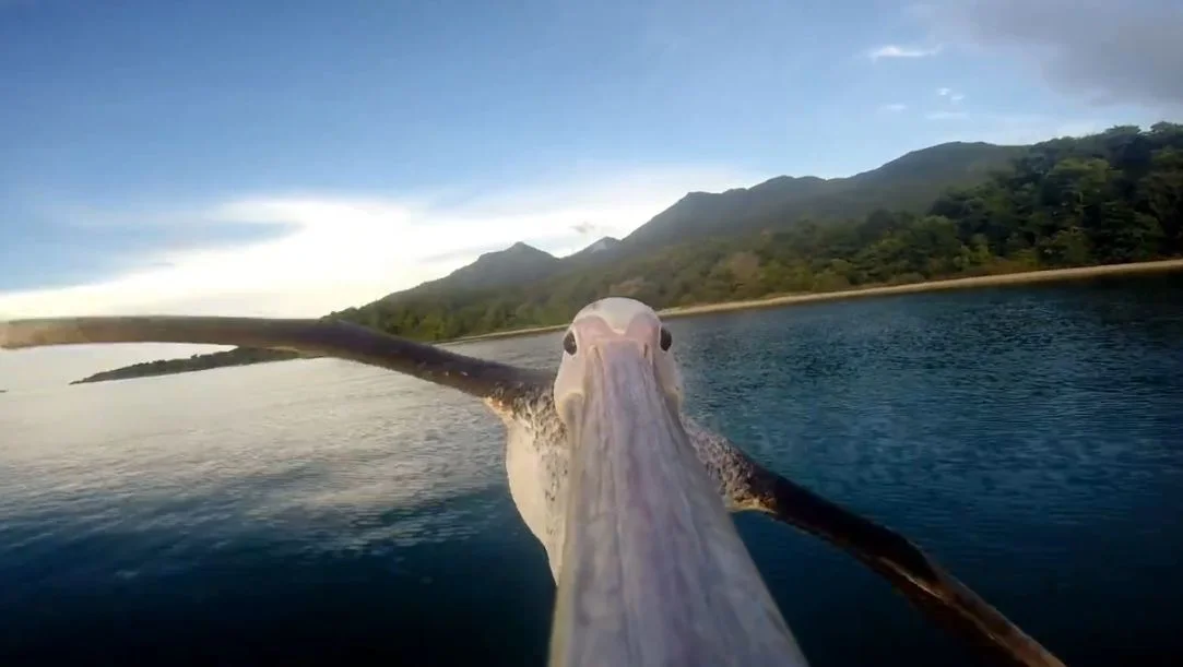 Gopro pelican