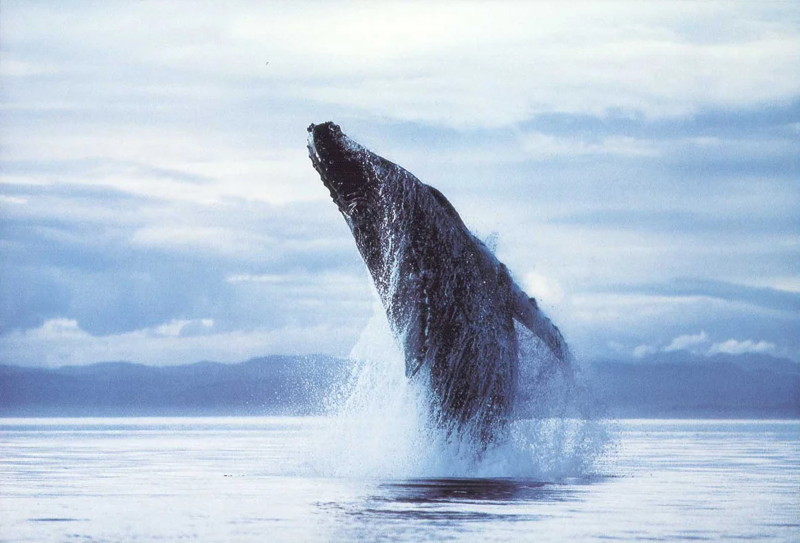 Bob Talbot - fin de la chasse à la baleine