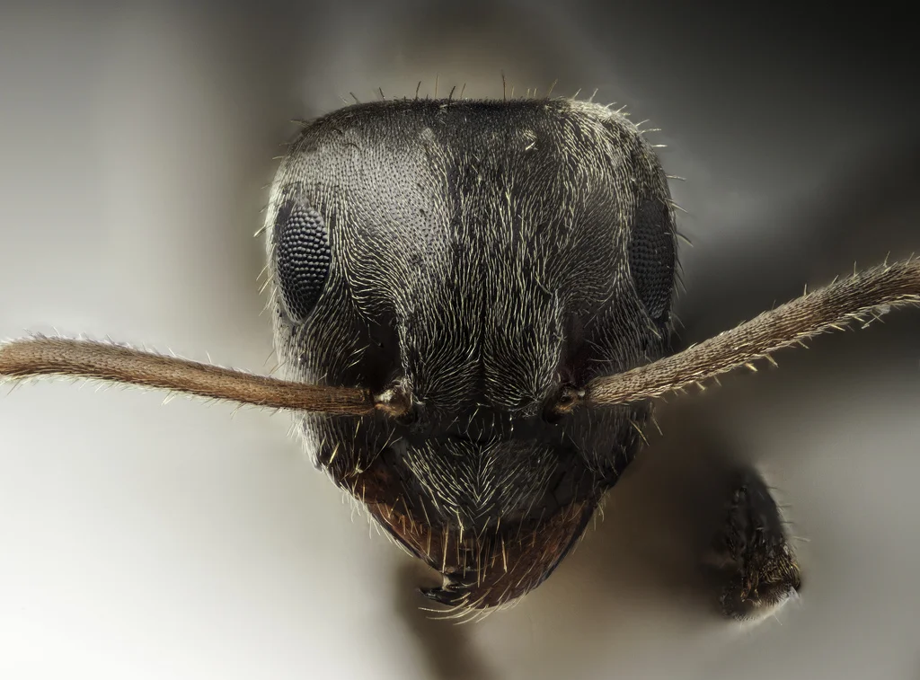 anti-fourmis naturel