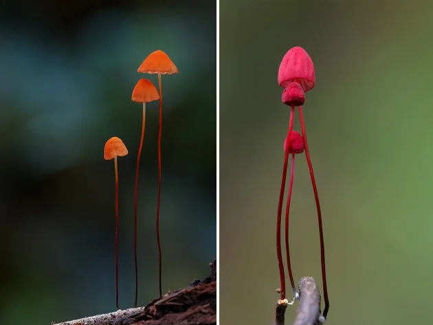 Marasmius