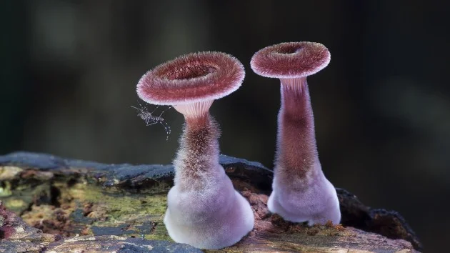 Panus fasciatus