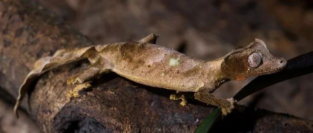 Uroplatus phantasticus