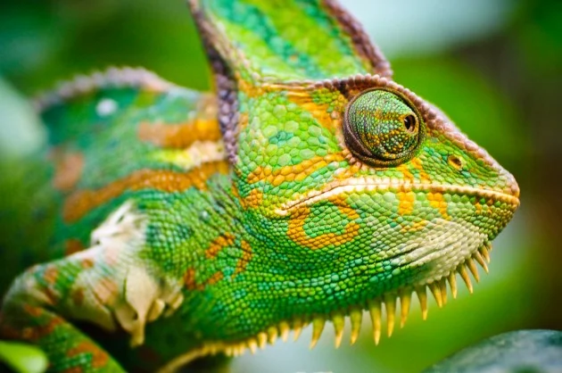 cameleon