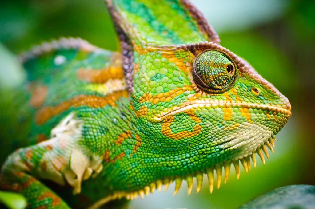 cameleon