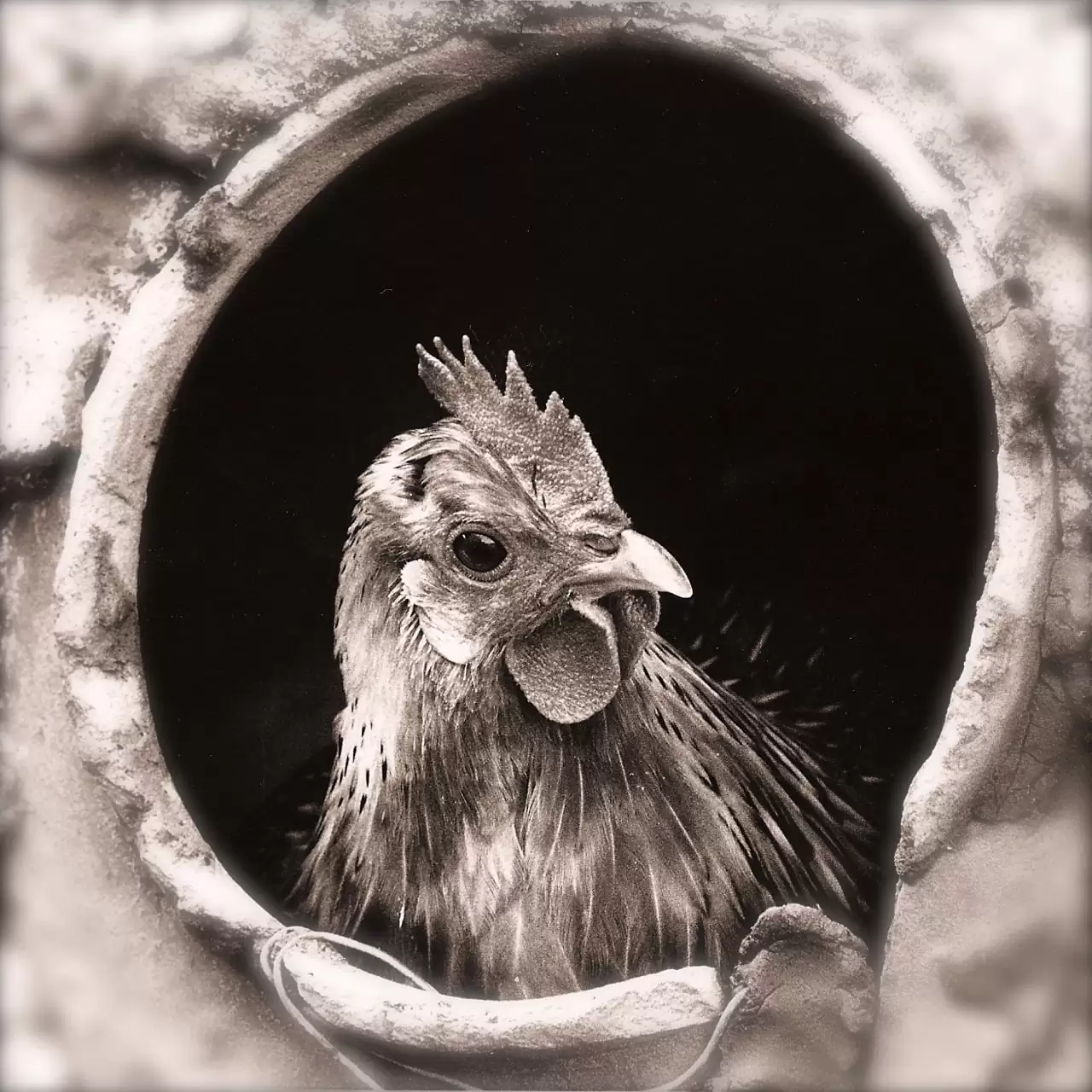 elever des poules