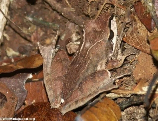 grenouille feuille
