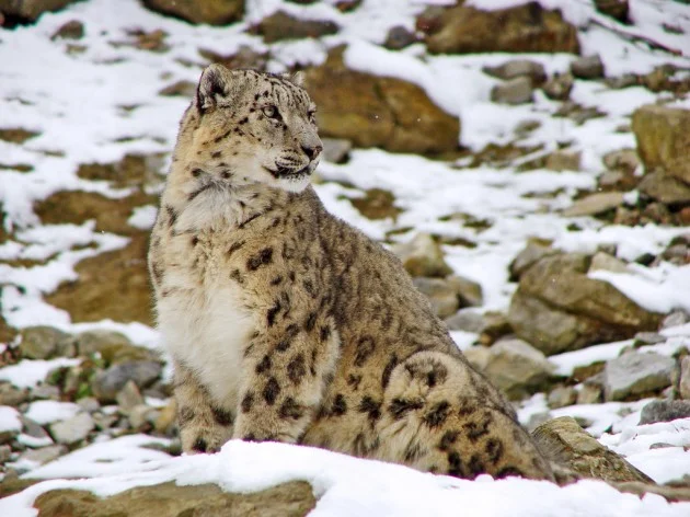 leopard des neiges
