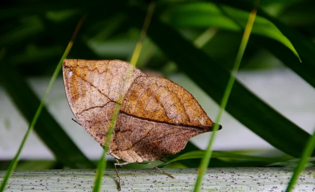 papillon kallima