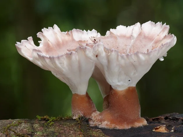 photographie de champignons 2