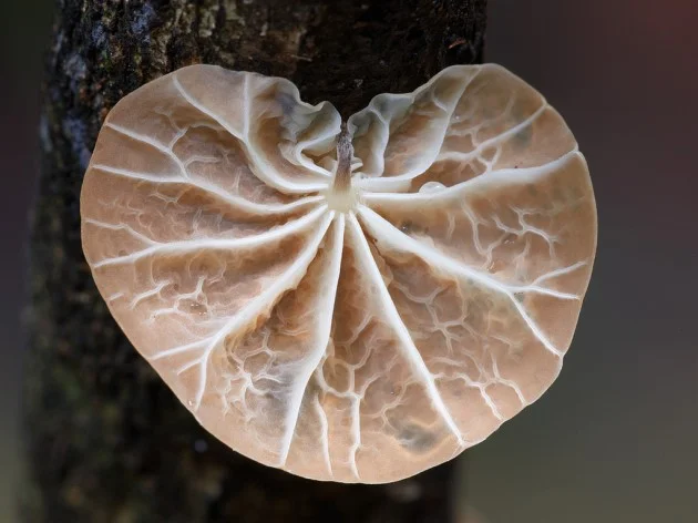 photographie de champignons 5
